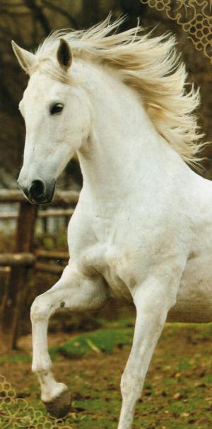 Strandlaken Paard